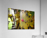 Wild Bud Acrylic Print