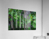 Leaves and Trees Acrylic Print