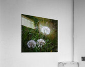 Dandelion Acrylic Print