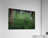 Aspens Low Acrylic Print
