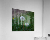 White and Green Acrylic Print