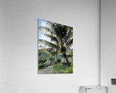 Palm Branches Acrylic Print
