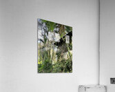 Shack In Vines Acrylic Print