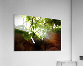 Red and Green Acrylic Print