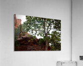 In Shade Acrylic Print