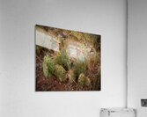 Baby Cactus Acrylic Print