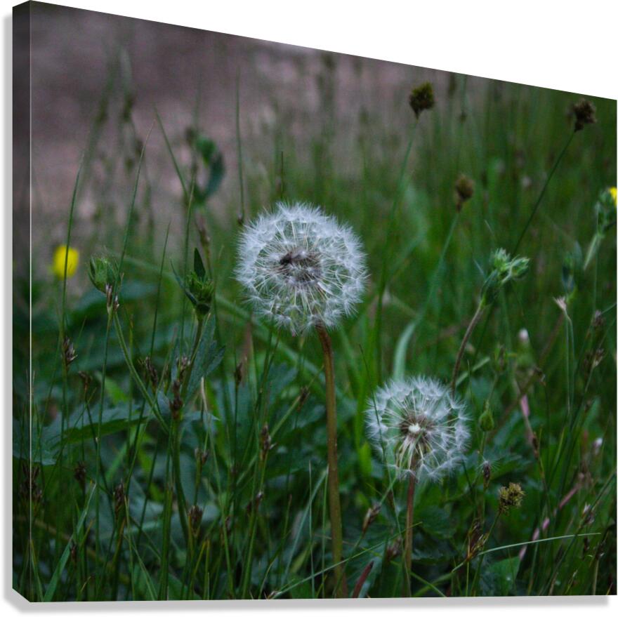 White and Green Canvas Print