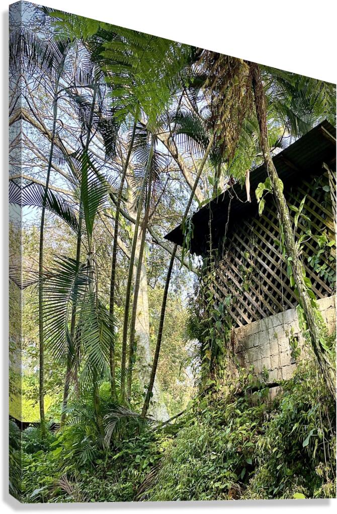 Shack In Vines Canvas Print