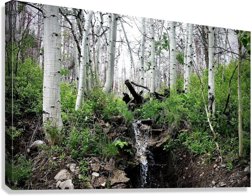 A Green and Cloudy Day Canvas Print