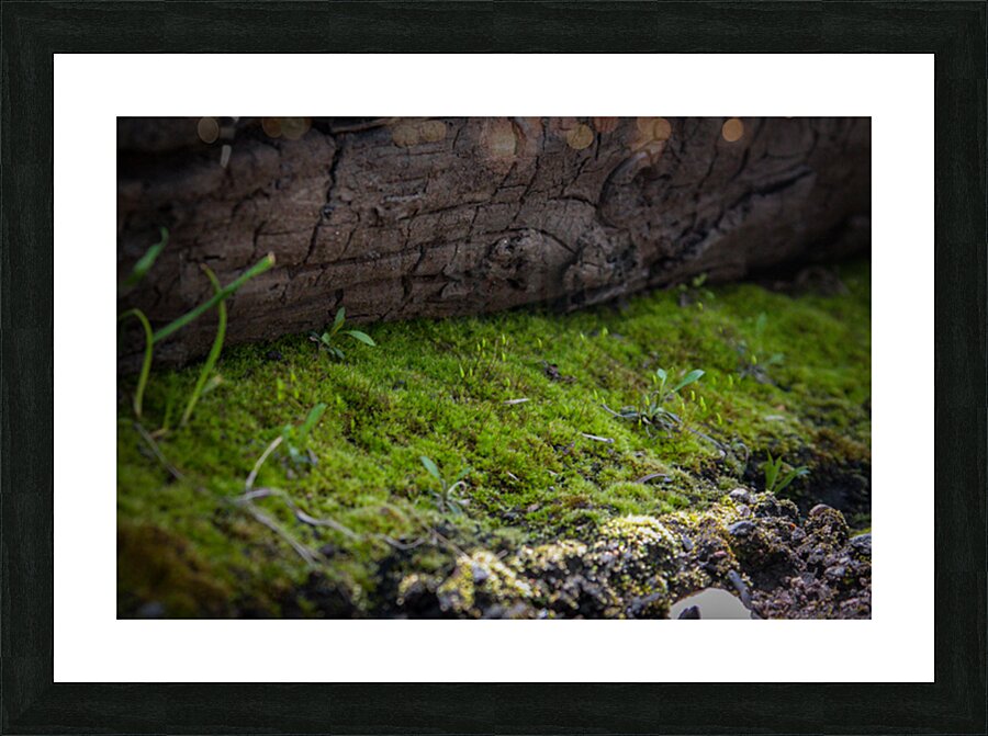 Life From Ashes Picture Frame print