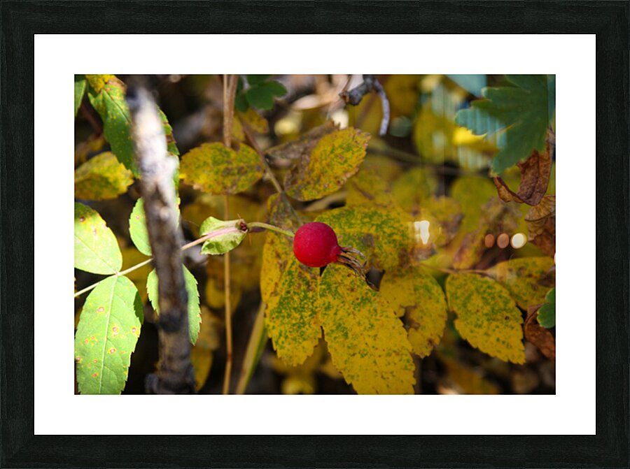 Wild Bud Picture Frame print