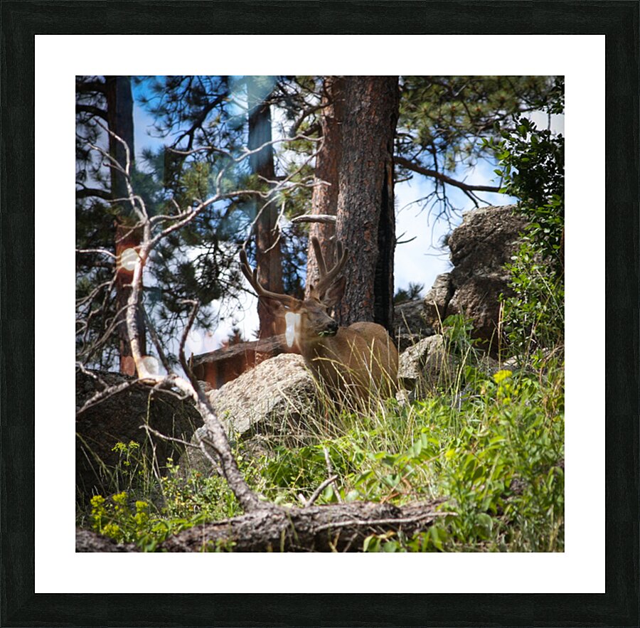 Gentle Creature Picture Frame print