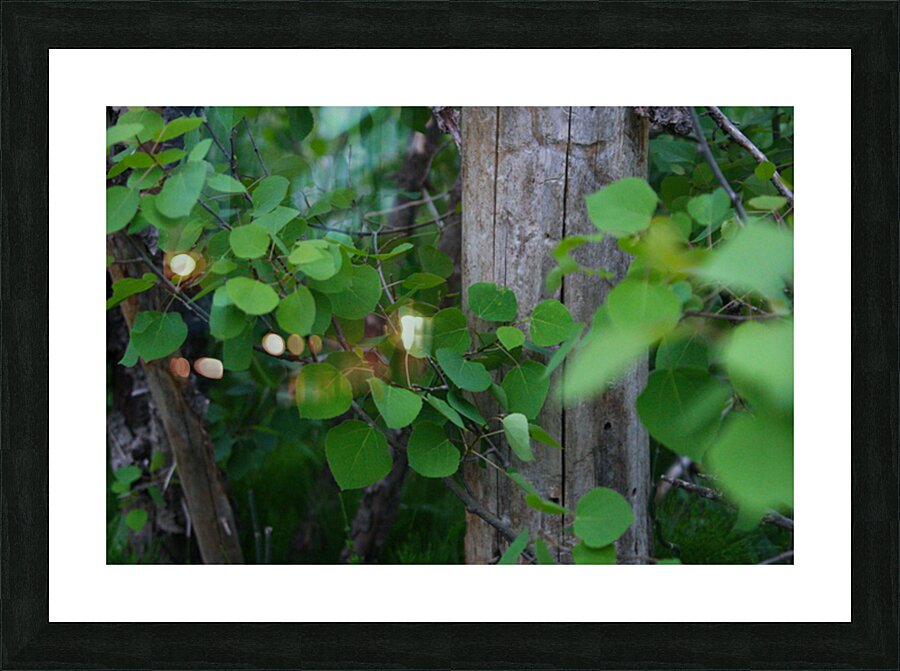 Leaves and Trees Picture Frame print