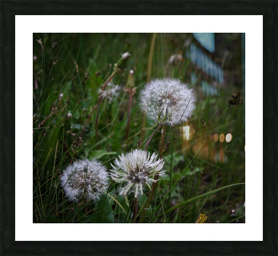 Dandelion Picture Frame print
