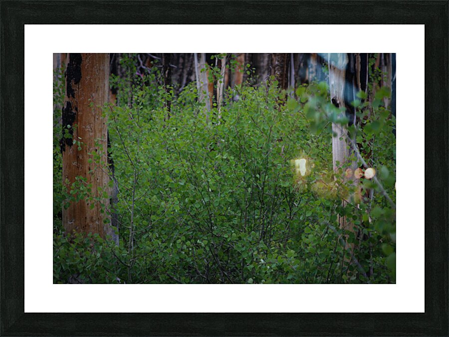 Aspens Low Picture Frame print