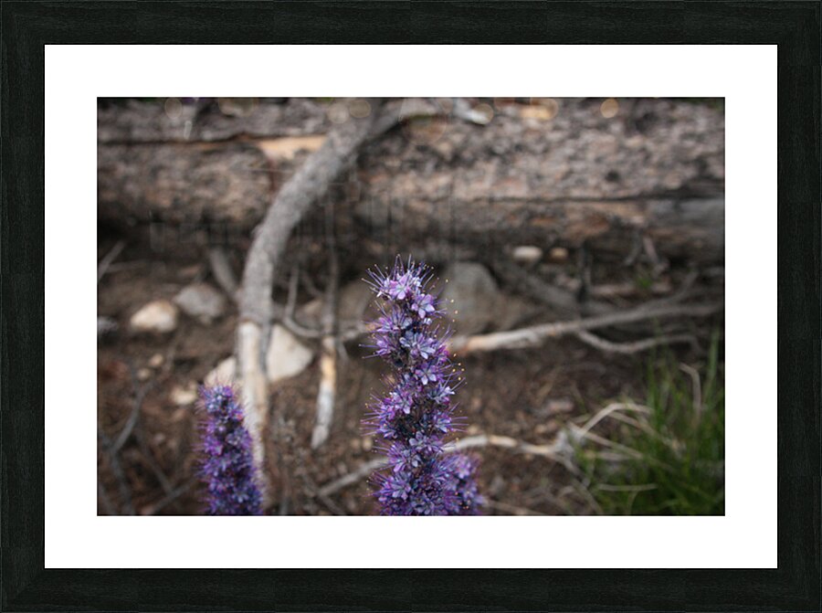 Purple Sight Picture Frame print