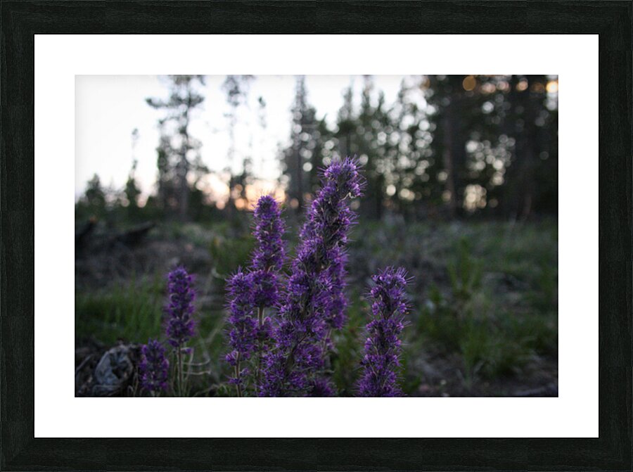 Blue Alpine Sunset Picture Frame print