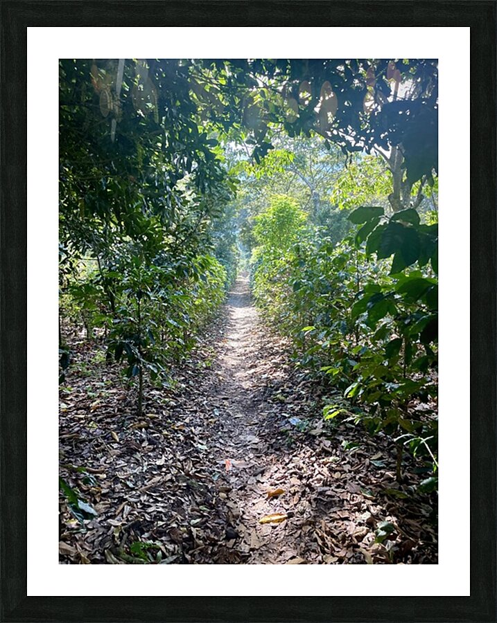 Through Coffee Plantations Picture Frame print