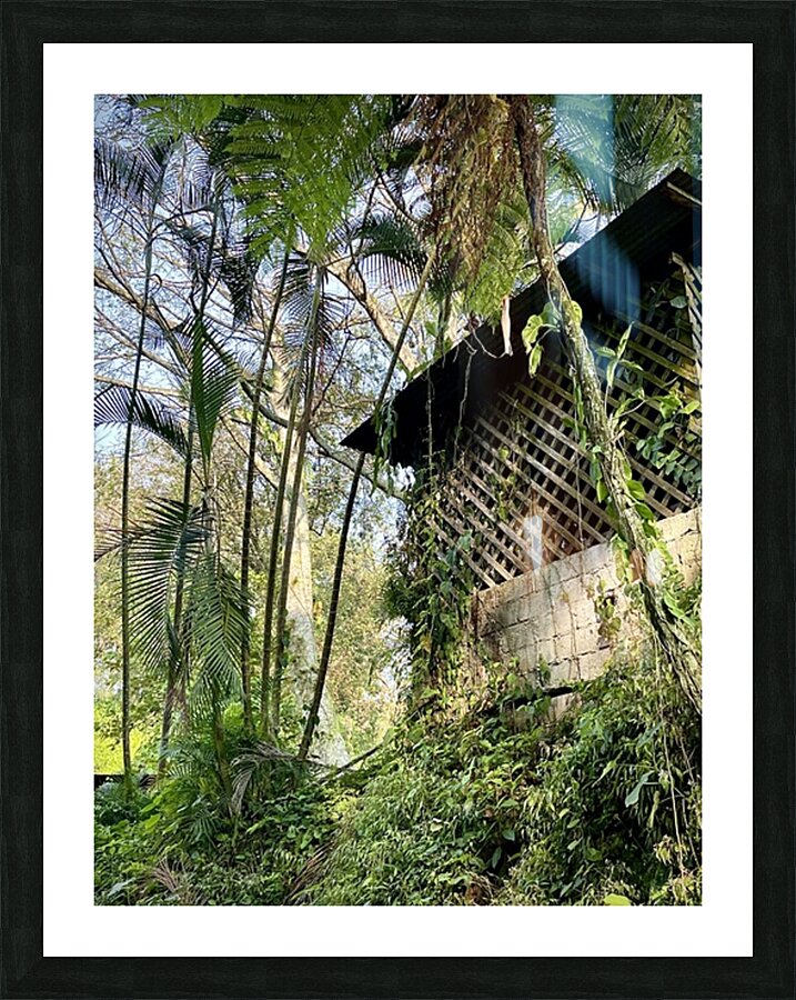 Shack In Vines Picture Frame print