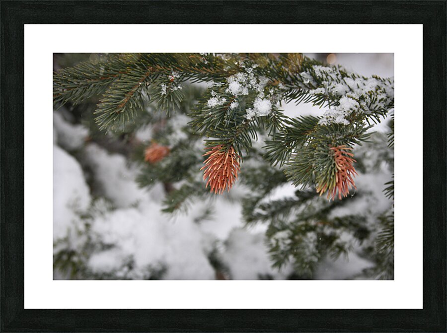 Hanging In There Picture Frame print