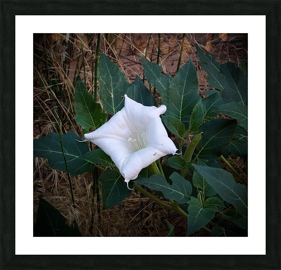 Sacred Flower Picture Frame print