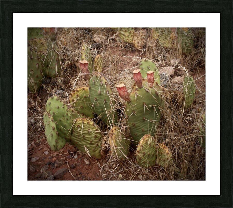 Baby Cactus Picture Frame print