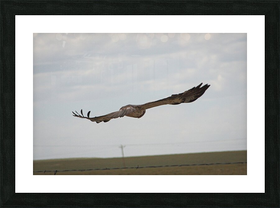 Take Flight Picture Frame print