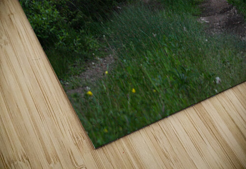 Narrow Path Cora Noelle puzzle