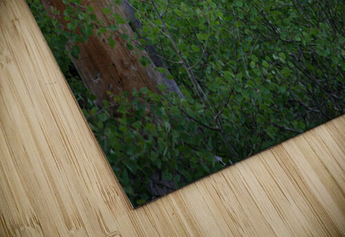Aspens Low Cora Noelle puzzle