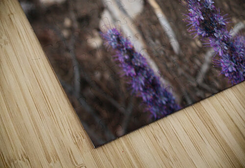 Purple Sight Cora Noelle puzzle