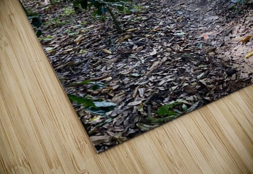 Through Coffee Plantations Cora Noelle puzzle