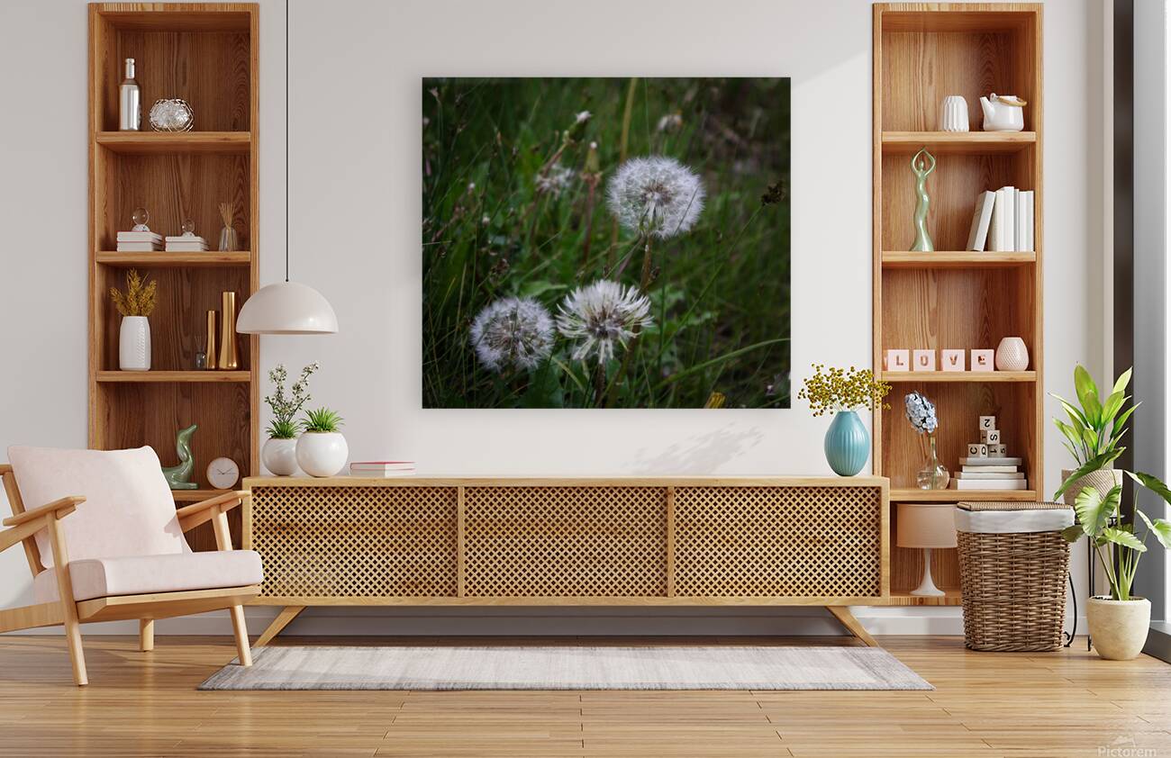 Dandelion Reproduction