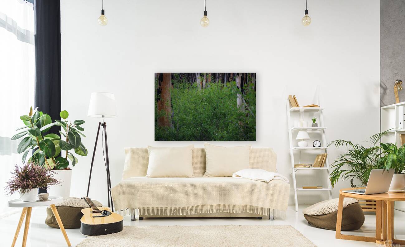 Aspens Low Reproduction