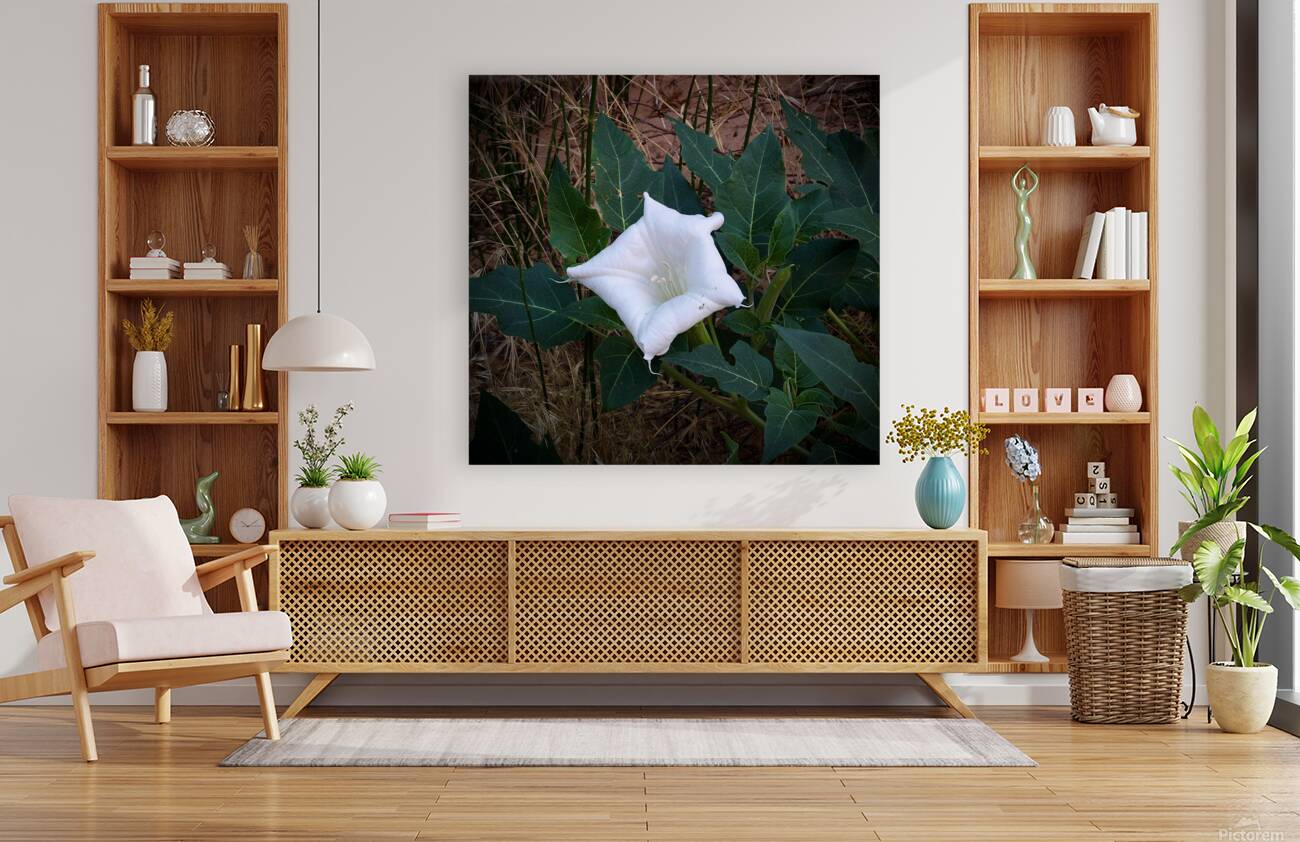 Sacred Flower Reproduction