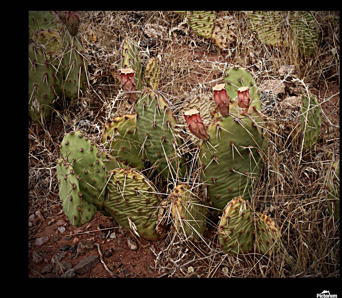 Baby Cactus Reproduction