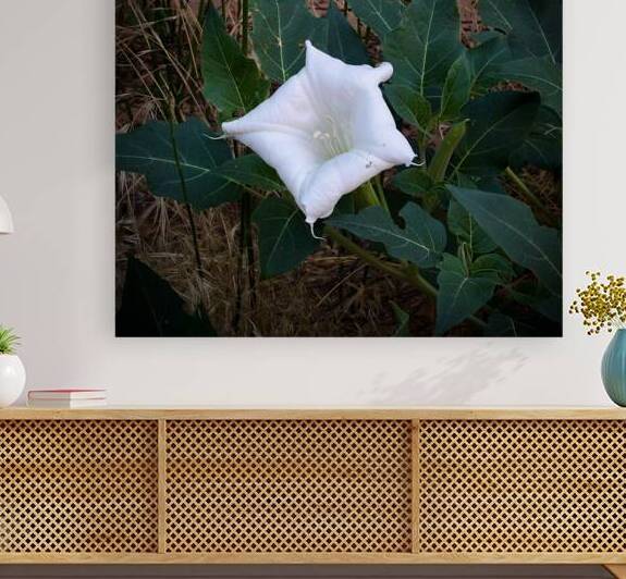 Sacred Flower by Cora Noelle