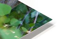 Leaves and Trees HD Metal print