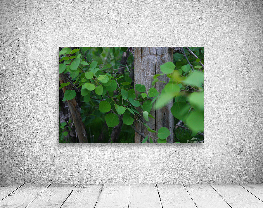 Leaves and Trees Wall Preview