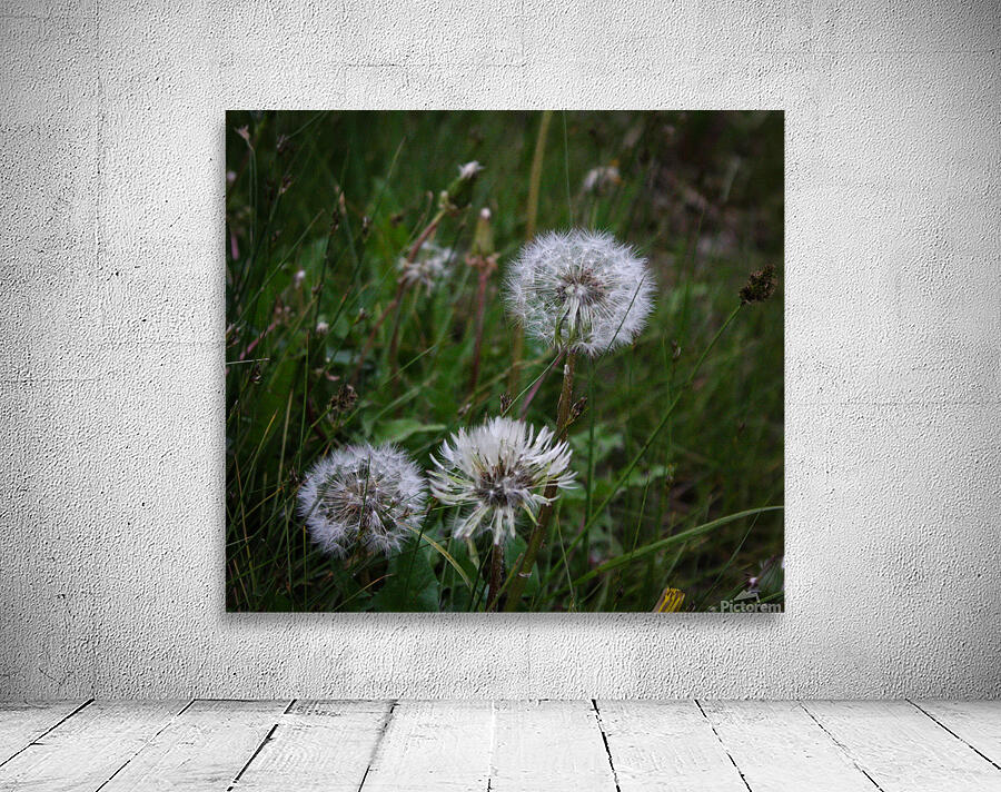 Dandelion Wall Preview