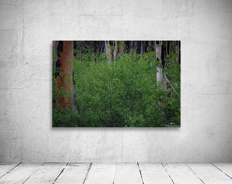 Aspens Low Wall Preview