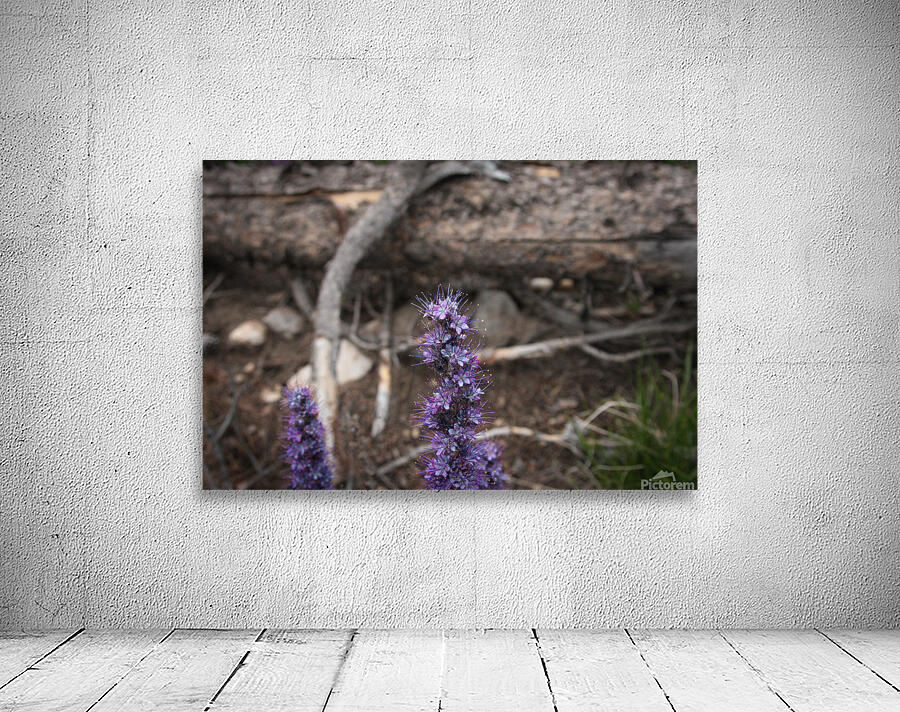 Purple Sight Wall Preview
