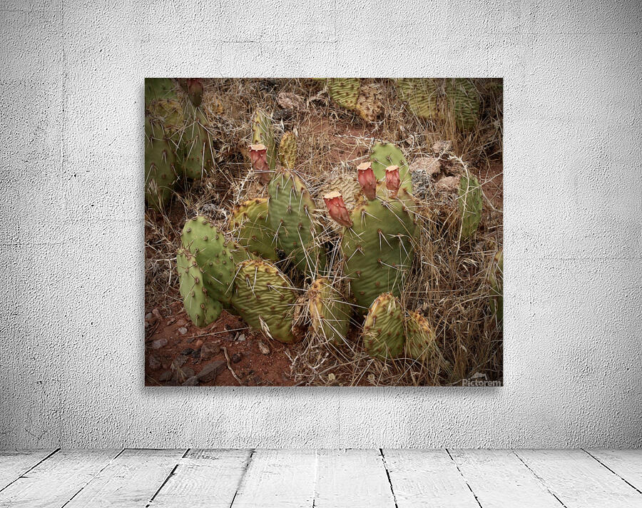 Baby Cactus Wall Preview