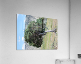 Standing Alone Acrylic Print