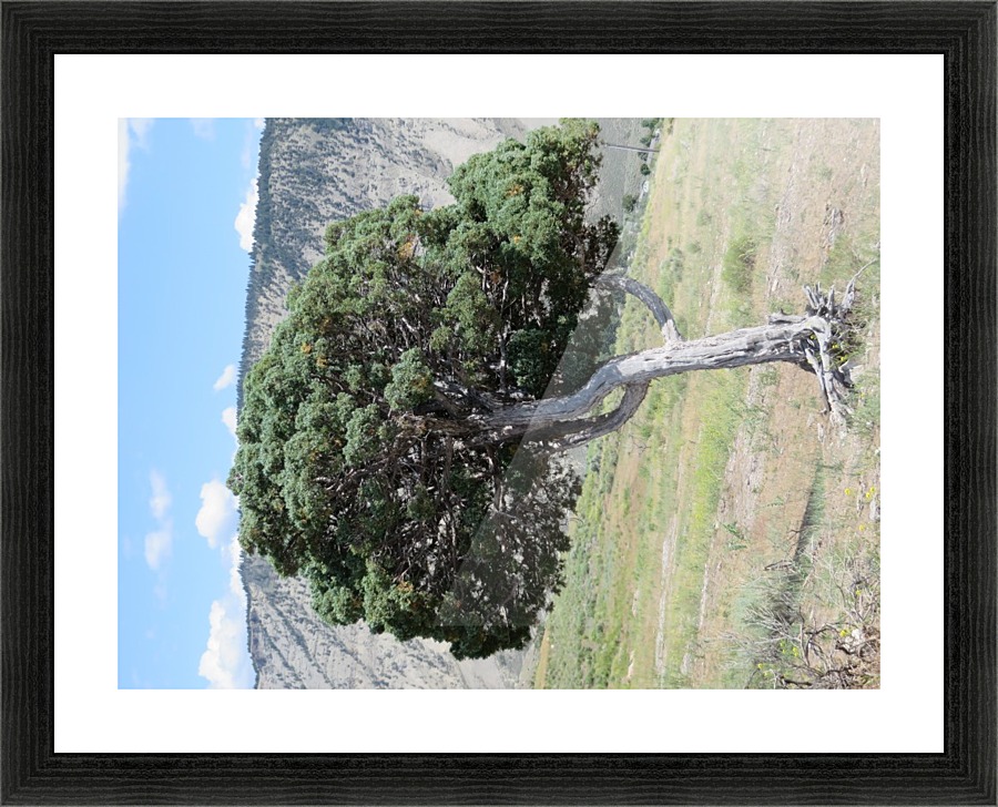 Standing Alone Picture Frame print