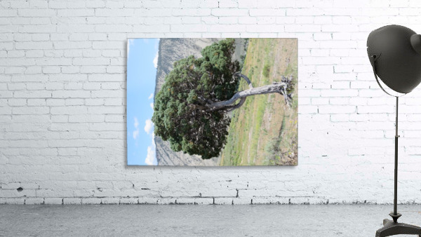 Standing Alone Wall Preview