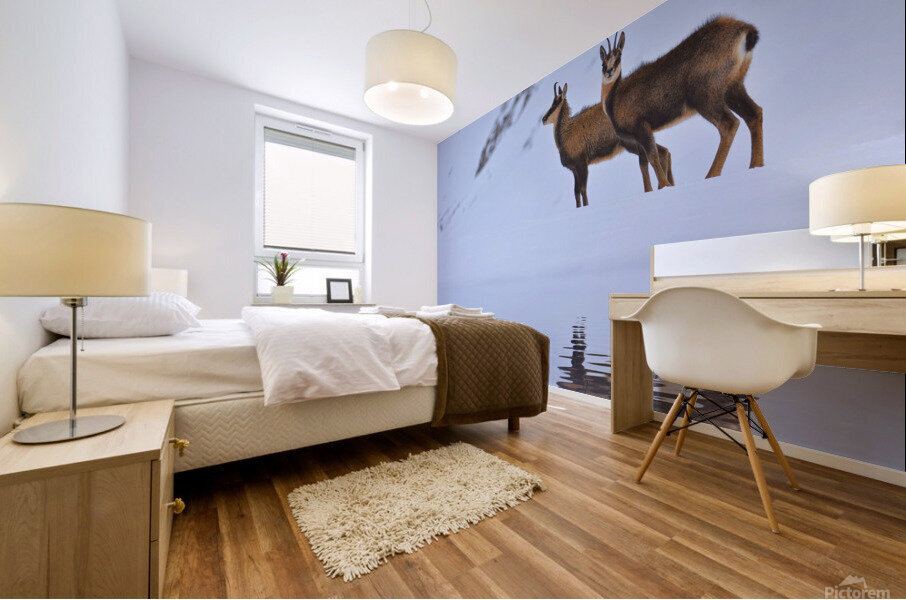 Chamois. Mural print