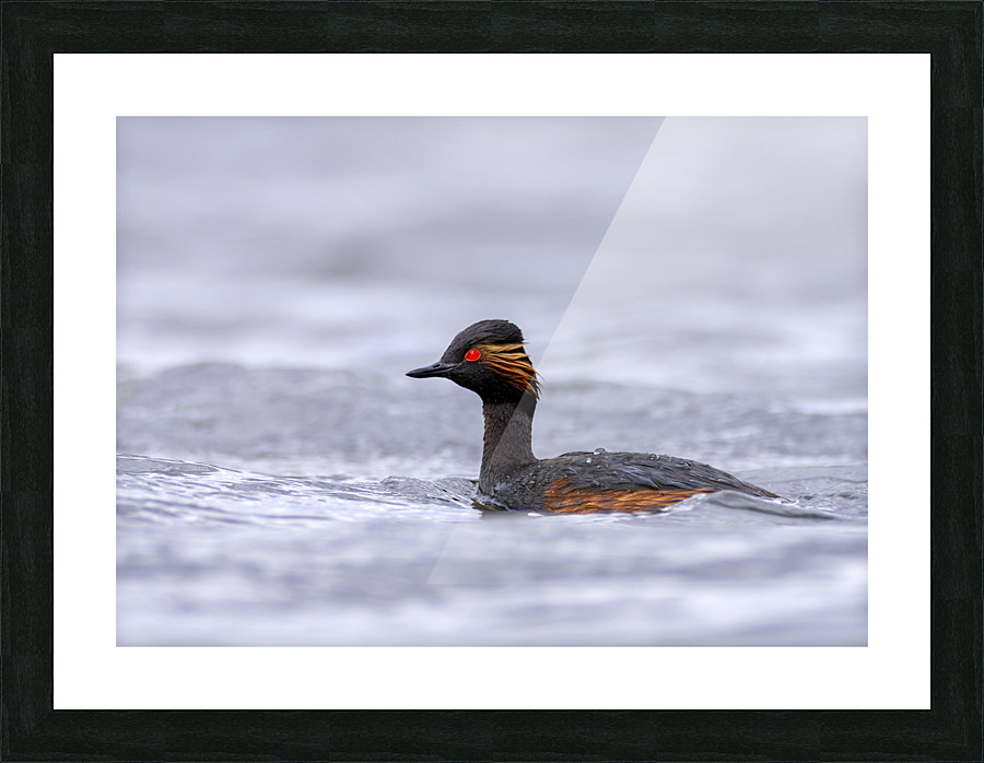 Black necked grebe Picture Frame print