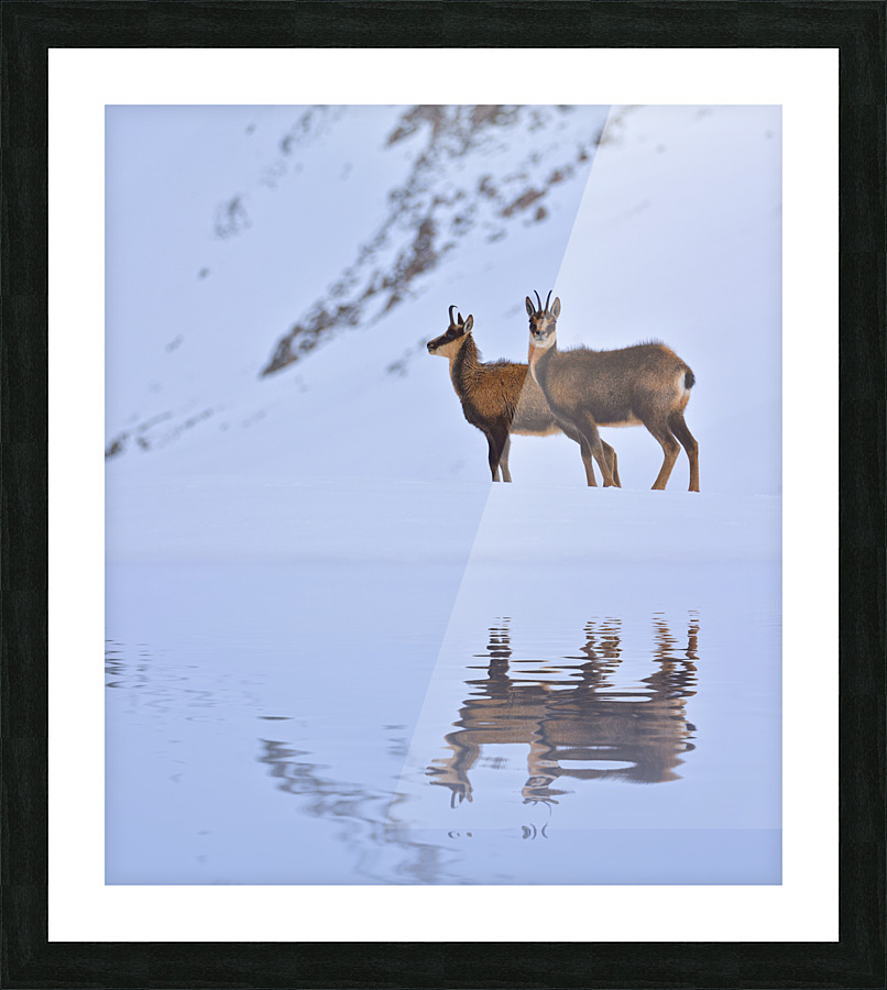 Chamois. Picture Frame print