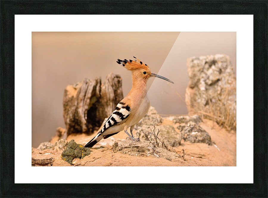 Eurasian Hoopoe Picture Frame print