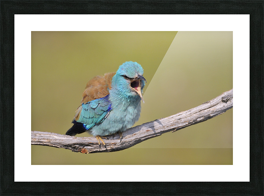 European roller Picture Frame print